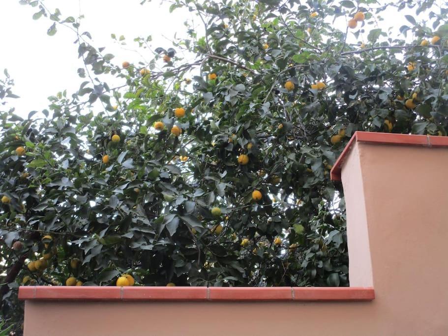 Il Piccolo Eden - Private Garden Διαμέρισμα Λιβόρνο Εξωτερικό φωτογραφία
